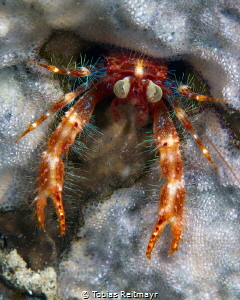 Bug-eyed squat lobster No.3, Montani, Puerto Galera by Tobias Reitmayr 